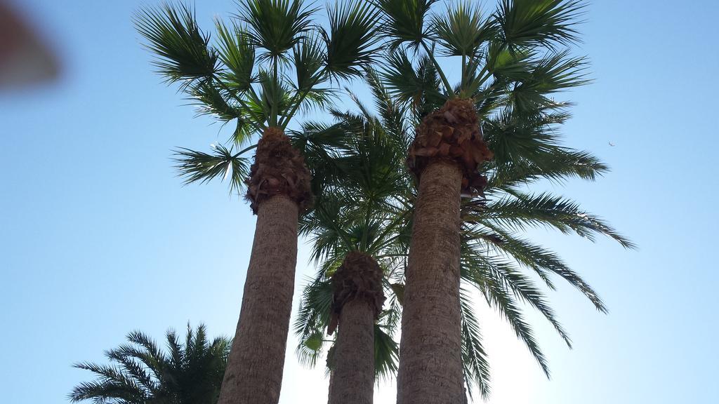 Palmeral De Torrevieja Ngoại thất bức ảnh